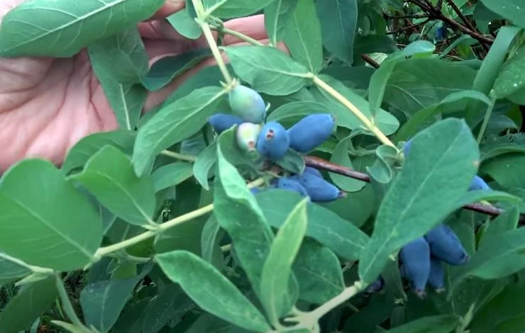 Жимолость Ленинградский великан