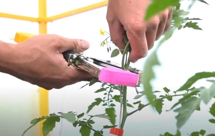 Подвязка томатов