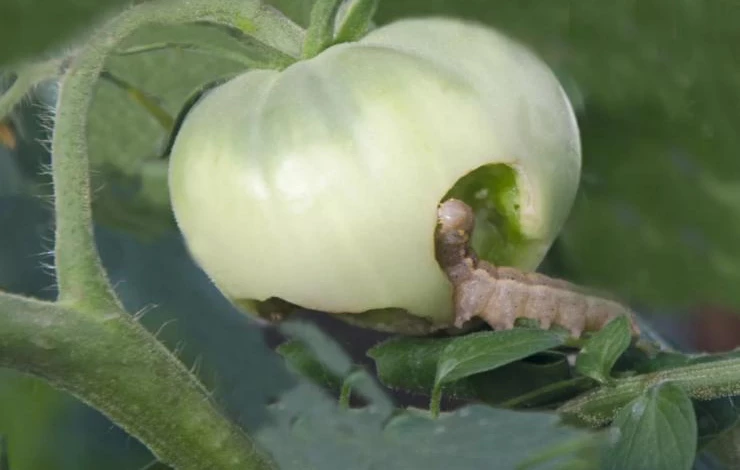 Хлопковая совка на томатах