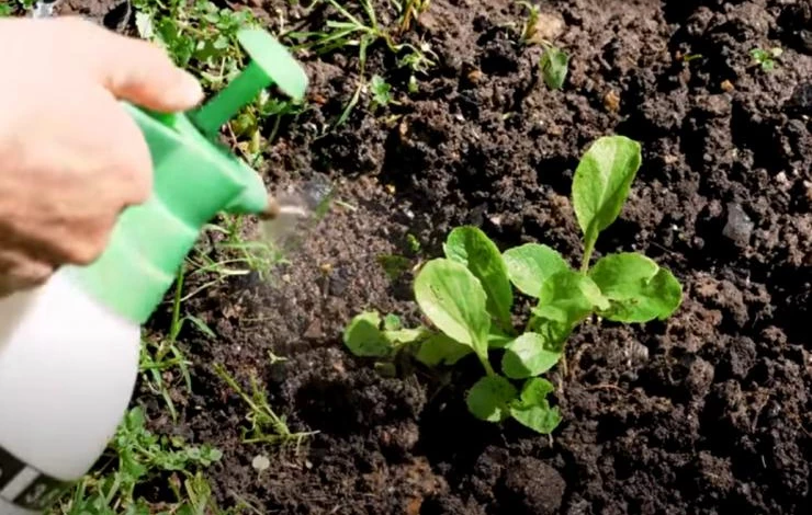 Опрыскивание препаратом ПлодоСтим