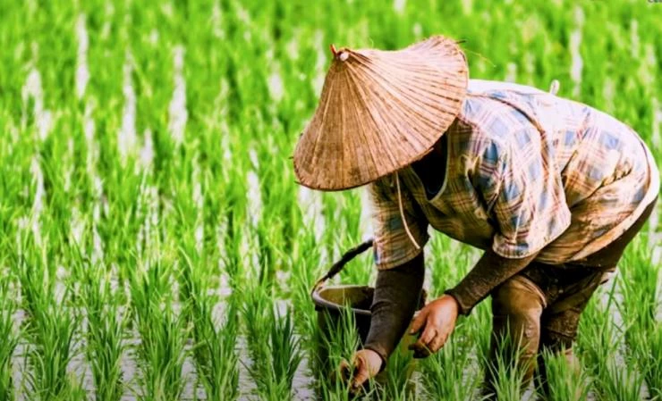 влияние регуляторов роста на растения