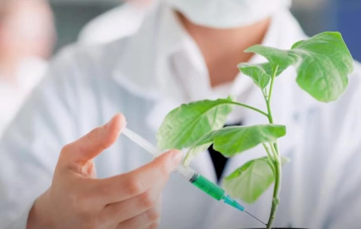 Регуляторы роста влияют на разные фазы развития