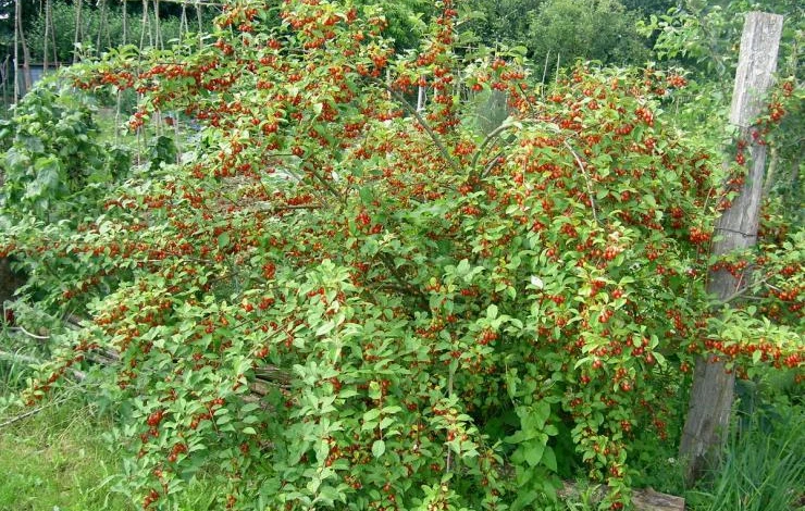 Описание гуми (лоха многоцветкового)