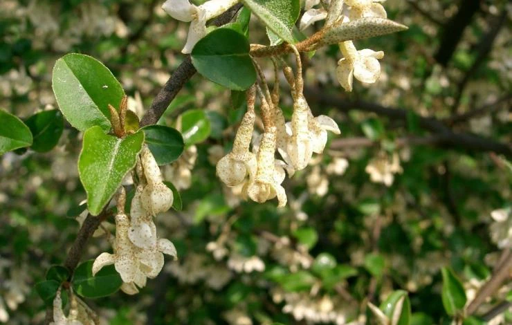 Как цветет гумми