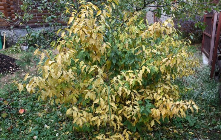 выращивание гуми