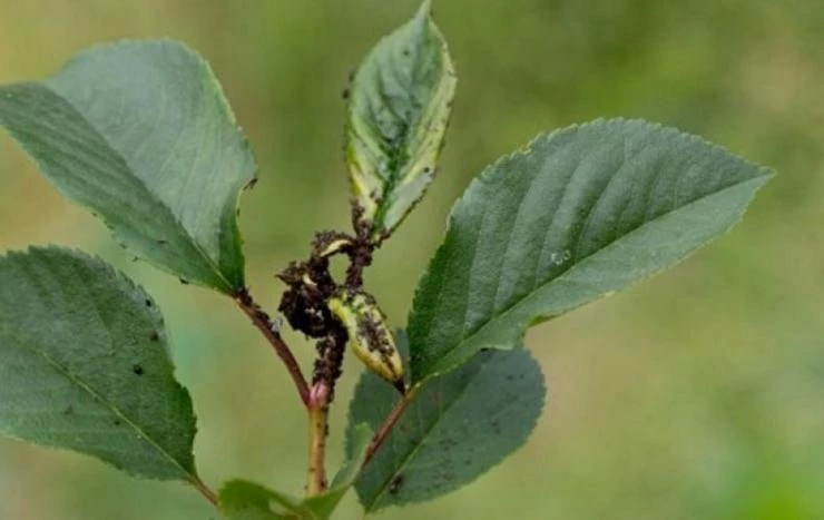Тля может атаковать листья лоха многоцветкового