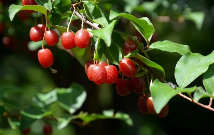 Урожай ягод гуми