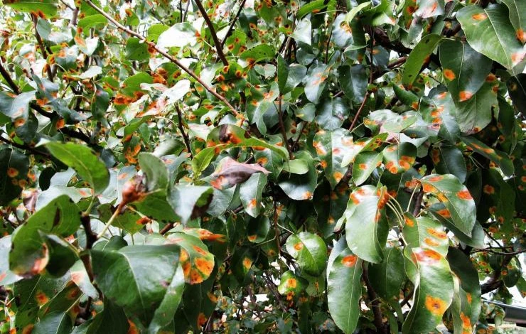 Ржавчина на яблоне: что делать