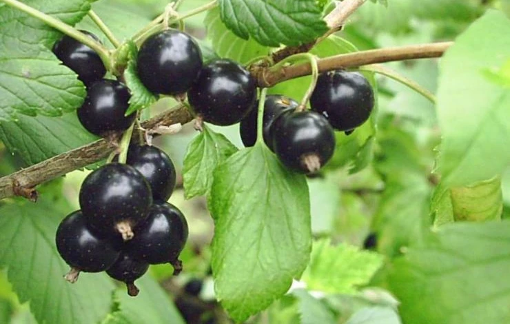 Сорт смородины Белорусская сладкая устойчив к ржавчине