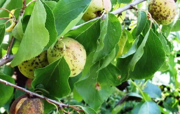 Дырчатая пятнистость алычи