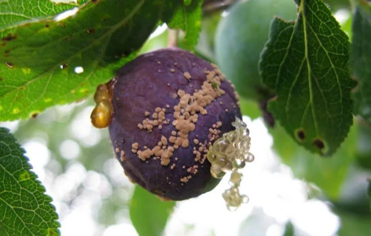 Монилиоз алычи