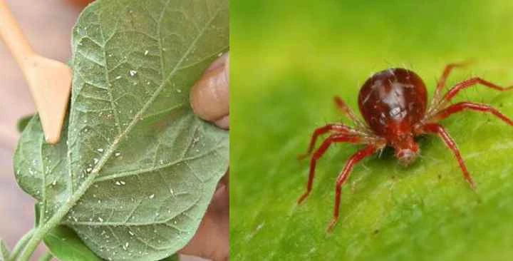 Бурый плодовый клещ на алыче