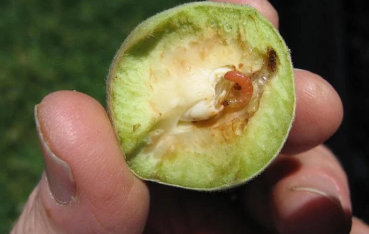 Восточная плодожорка