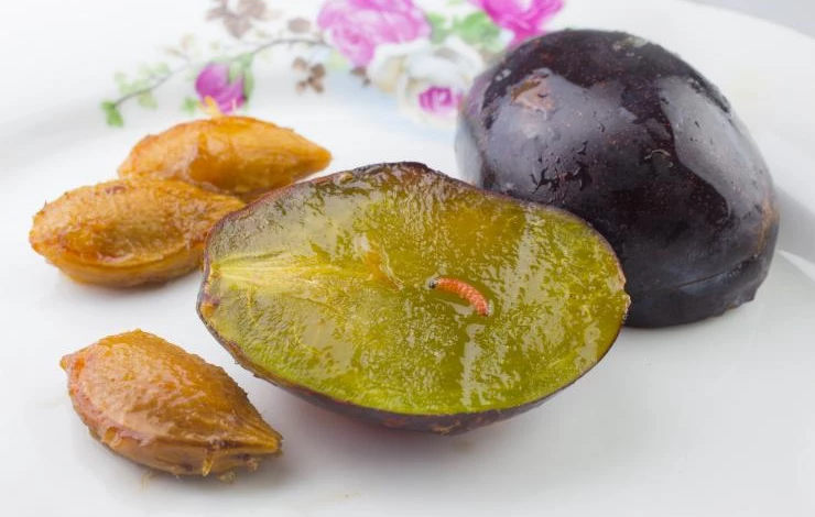 Сливовая плодожорка