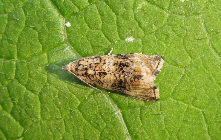 борьба с вредителями алычи