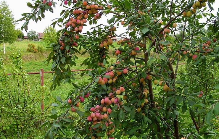 алыча болезни и борьба с ними