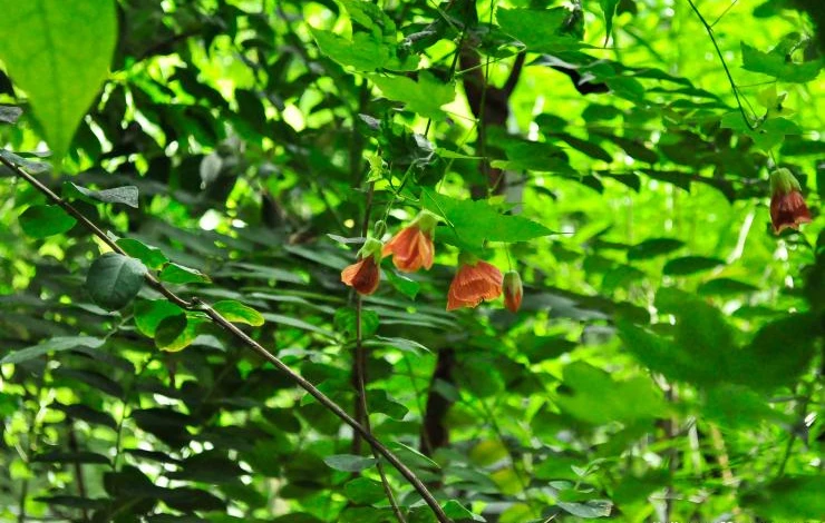абутилон уход в домашних условиях