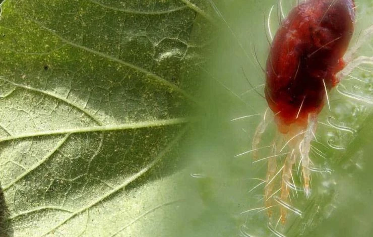 Паутинный клещ на листьях комнатного цветка