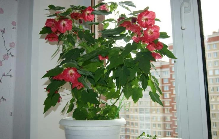 Цветение канатника