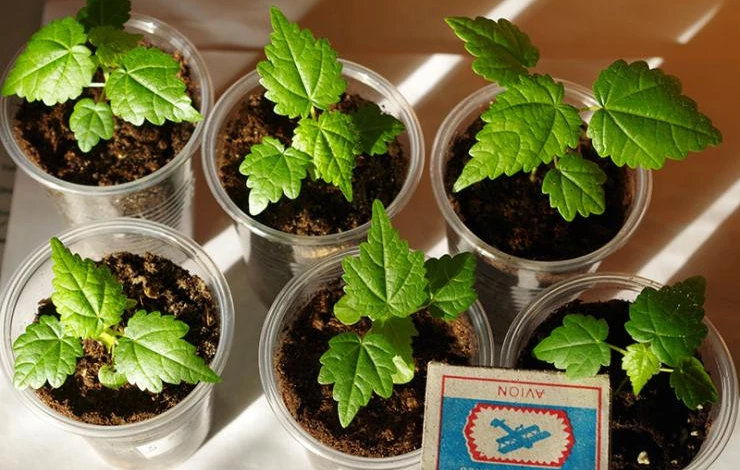 Выращивание абутилона из семян