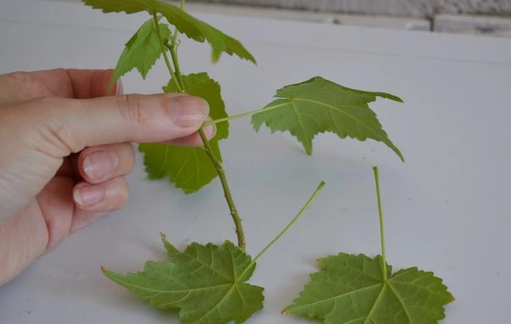 Черенкование абутилона