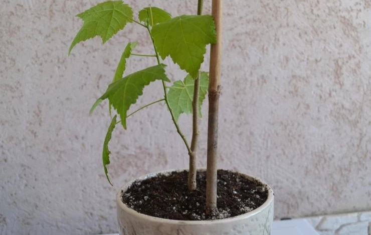 почему абутилон сохнет и желтеет