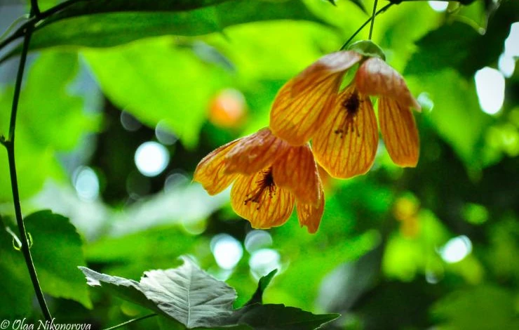 Абутилон Селло