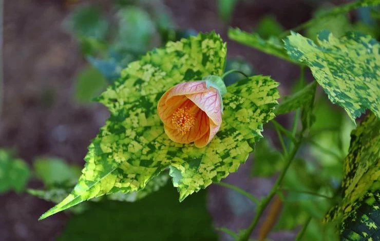 Абутилон вариегатный