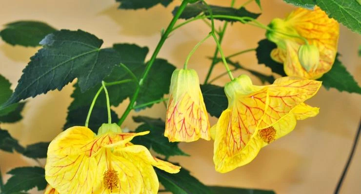 Абутилон расписной