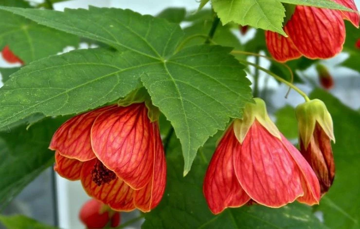 Абутилон гибридный