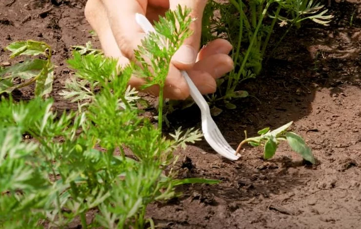 Прополка сорняков вилкой