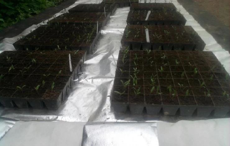 Как спасти теплицу от жары с помощью укрытий