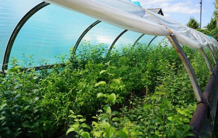 При какой температуре можно открывать теплицу