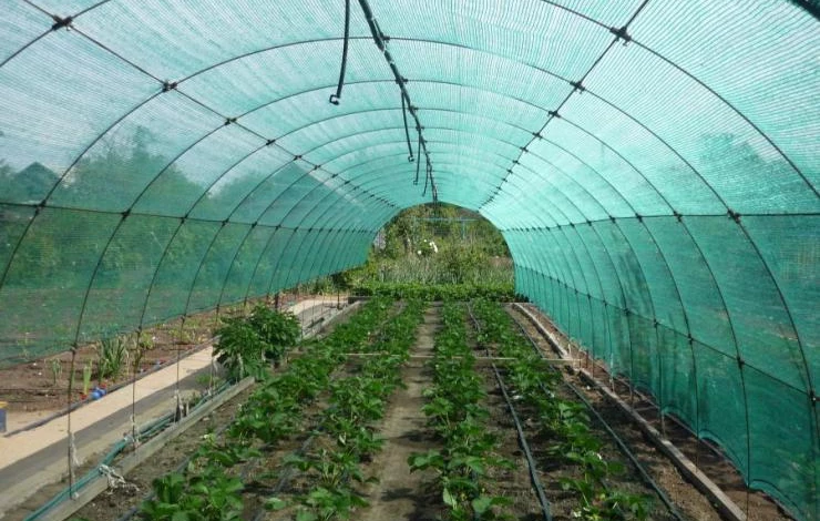 Как защитить теплицу от жары с помощью тени