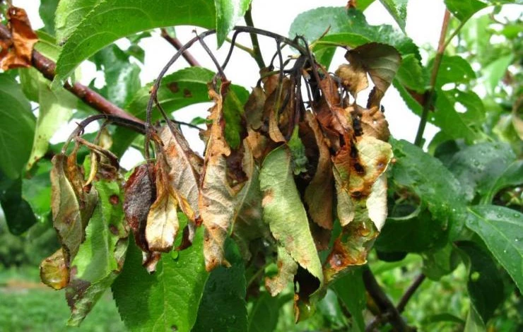 Поражение взрослых деревьев бактериозом