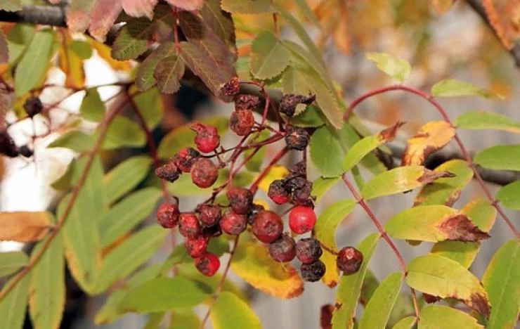 Бактериоз рябины