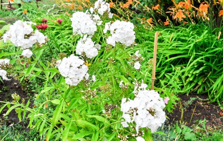 многолетние и однолетние виды флоксов