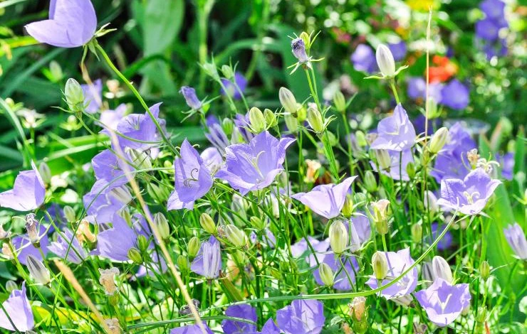 Колокольчик Карпатский