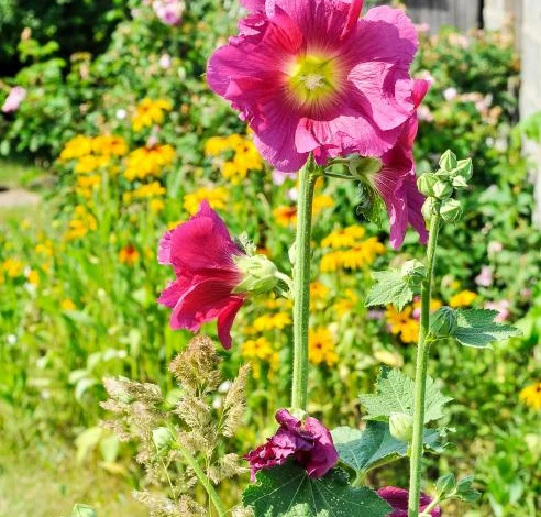 Мальва садовая – двулетник с крупными цветами