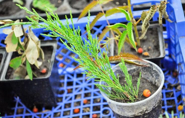 Когда в июле пересаживать цветы из контейнеров