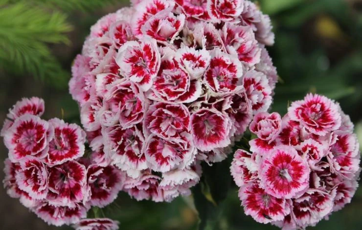 Гвоздика турецкая