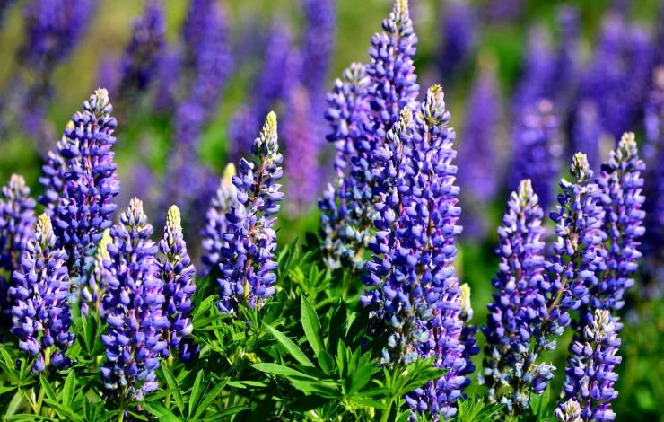 Люпин цветение