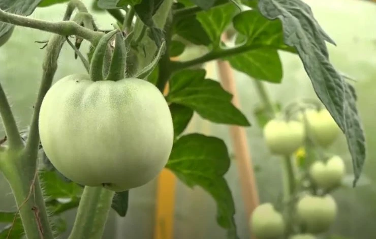 Чем подкормить томаты и как увеличить количество завязей