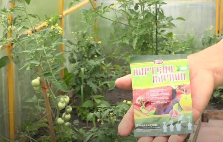 Чем подкормить томаты и как увеличить количество завязей