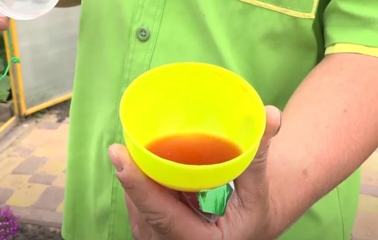 Эффективные средства борьбы с осами и пчелами на даче