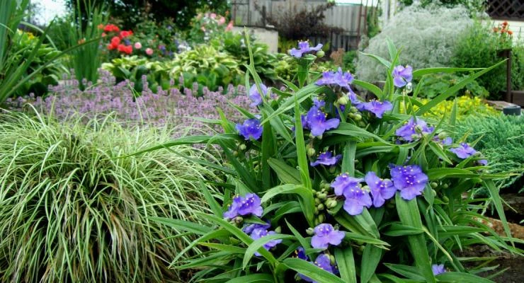 Традесканция в открытом грунте