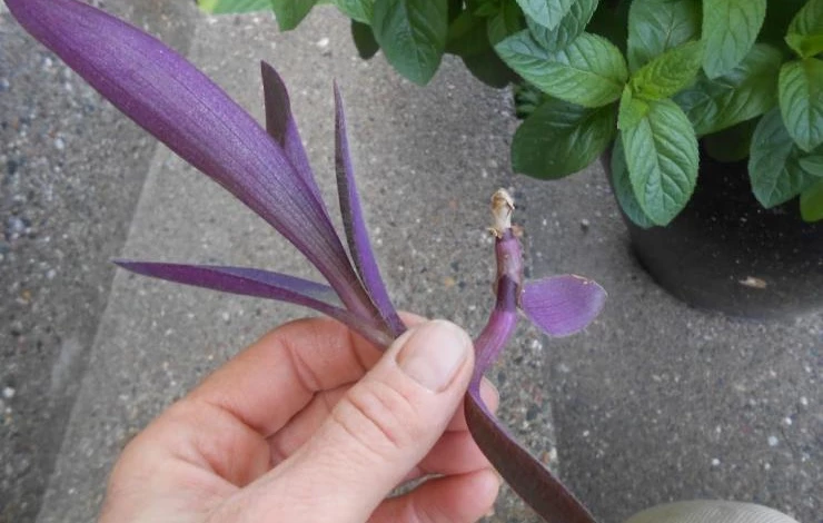 Размножение традесканции стеблевыми черенками