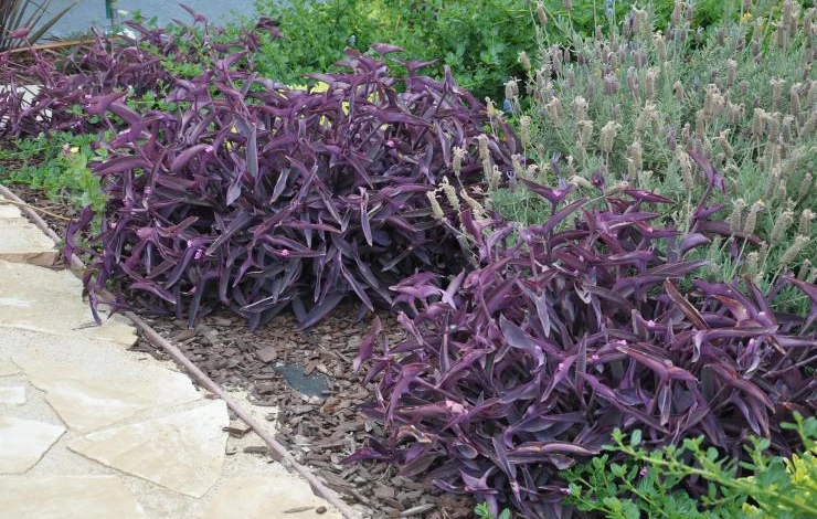 Традесканция в ландшафтном дизайне