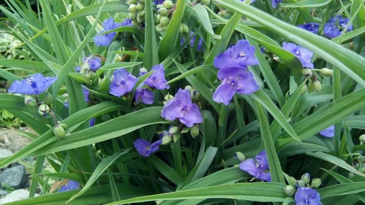 Уход за традесканцией садовой