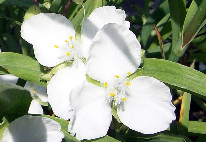 Традесканция Инносенс